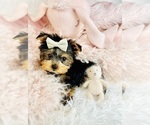 Small #10 Morkie