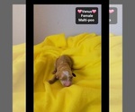 Small #1 Maltipoo (Toy)