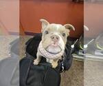 Small #3 Bulldog