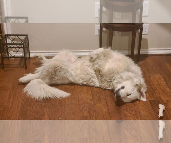 Medium Photo #6 Great Pyrenees Puppy For Sale in Spring, TX, USA