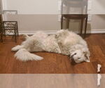 Small #5 Great Pyrenees