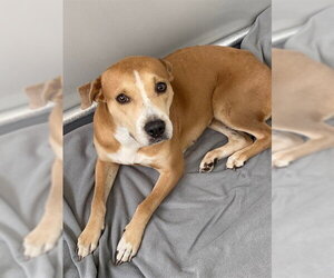 Labrador Retriever-Unknown Mix Dogs for adoption in Fayetteville, NC, USA