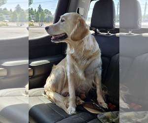 Mother of the Golden Retriever puppies born on 05/09/2026