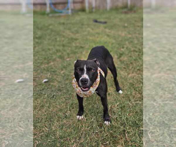 Medium Photo #9 American Pit Bull Terrier-Labrador Retriever Mix Puppy For Sale in Brewster, NY, USA