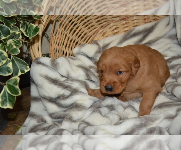 Medium Photo #4 Golden Retriever Puppy For Sale in GREENWOOD, WI, USA