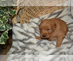 Small Photo #38 Golden Retriever Puppy For Sale in GREENWOOD, WI, USA