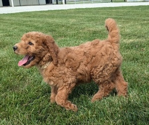 Irish Doodle-Poodle (Miniature) Mix Puppy for sale in GOSHEN, IN, USA
