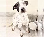 Small #1 Labrador Retriever Mix