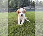 Small Great Pyrenees Mix