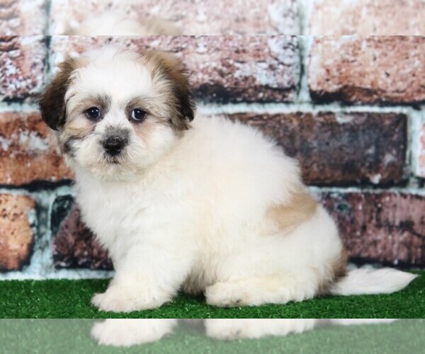 Medium Photo #1 Zuchon Puppy For Sale in BEL AIR, MD, USA