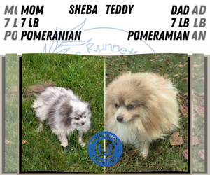 Mother of the Pomeranian puppies born on 11/07/2025
