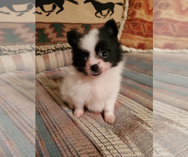 Medium Photo #1 Pomeranian Puppy For Sale in NOCONA, TX, USA