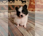 Small Photo #1 Pomeranian Puppy For Sale in NOCONA, TX, USA