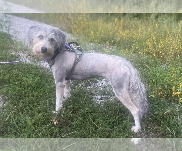 Medium Photo #4 Poodle (Standard)-Siberian Husky Mix Puppy For Sale in Cookeville, TN, USA