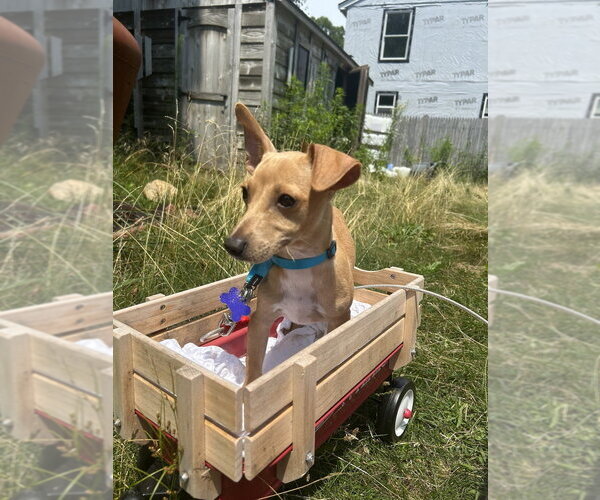 Medium Photo #8 Chihuahua-Unknown Mix Puppy For Sale in Oak Bluffs, MA, USA