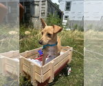 Small #7 Chihuahua Mix