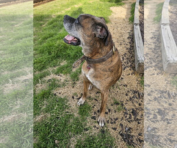 Medium Photo #10 Boxer Puppy For Sale in McKinney, TX, USA