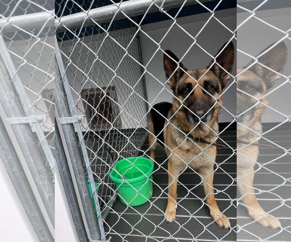 Medium Photo #5 German Shepherd Dog-Unknown Mix Puppy For Sale in Hinton, WV, USA