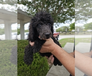 Poodle (Standard) Puppy for sale in SPRING HILL, FL, USA