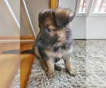 Small Photo #6 German Shepherd Dog Puppy For Sale in JONESBOROUGH, TN, USA