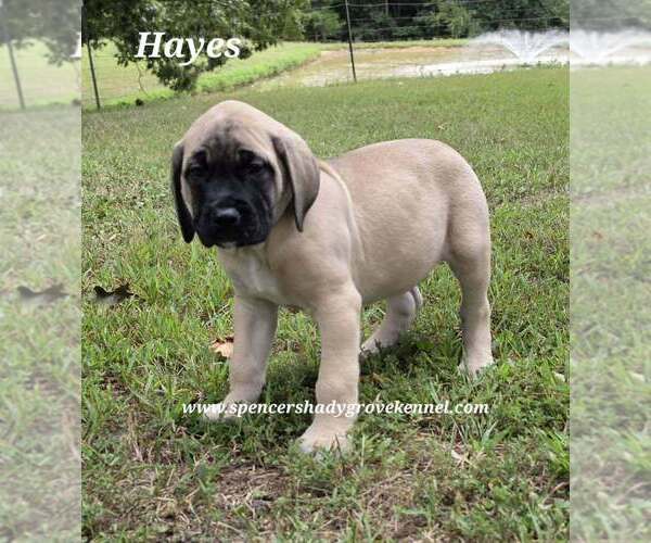 Medium Photo #9 Mastiff Puppy For Sale in CABOOL, MO, USA