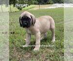 Small #8 Mastiff
