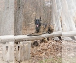 Small Photo #1 Belgian Malinois-Dutch Shepherd Dog Mix Puppy For Sale in COSHOCTON, OH, USA