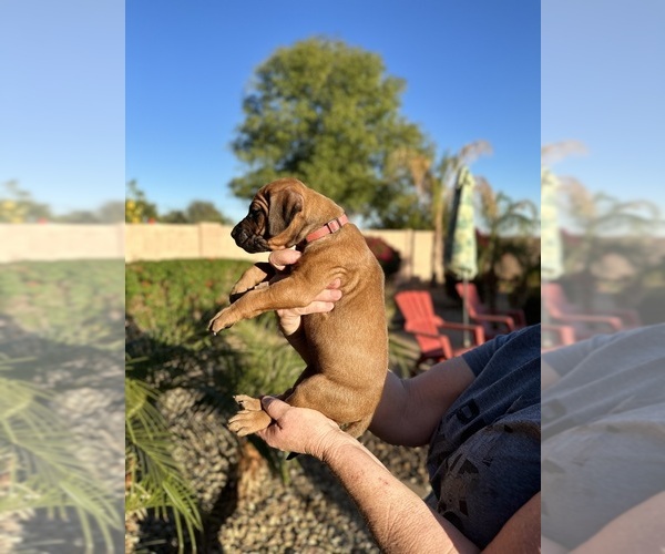 Medium Photo #3 Rhodesian Ridgeback Puppy For Sale in SURPRISE, AZ, USA