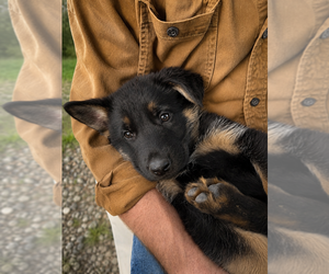 German Shepherd Dog Puppy for Sale in FORT WAYNE, Indiana USA