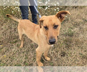 GRAHAM - Male Labrador Retriever-Unknown Mix Dog for Adoption - Photo #3