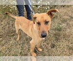 Small #2 Labrador Retriever Mix