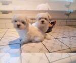 Small Photo #2 Maltese Puppy For Sale in BRANSON, MO, USA