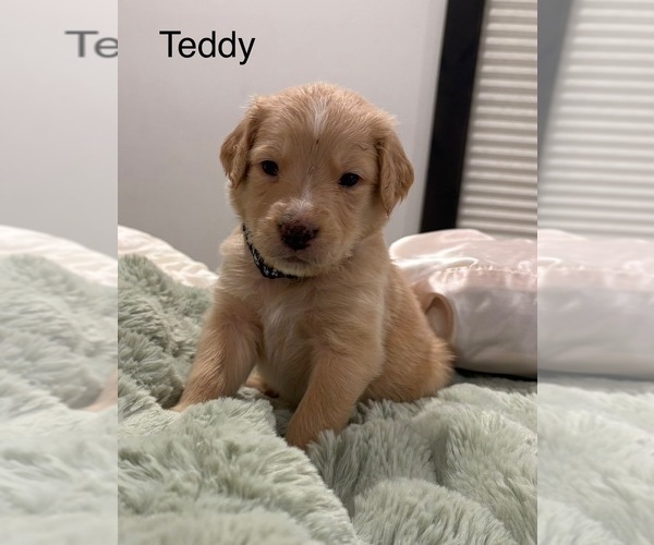 Medium Photo #14 Australian Retriever Puppy For Sale in NEWCOMERSTOWN, OH, USA