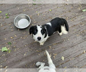 Mutt Dogs for adoption in Garden City, NY, USA