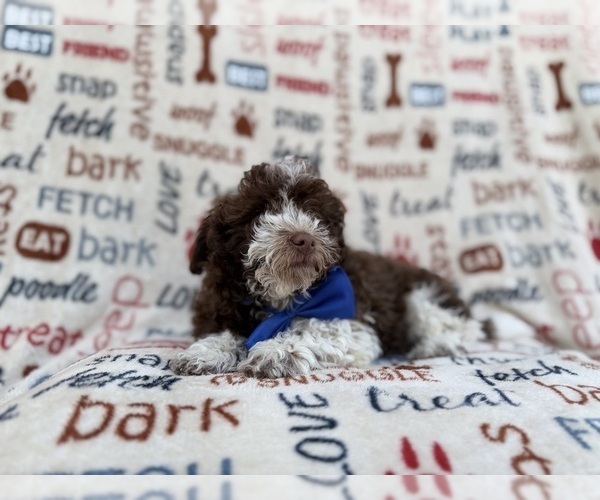 Medium Photo #5 Havapoo Puppy For Sale in LAKELAND, FL, USA