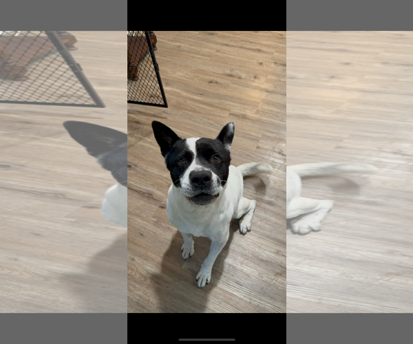 Medium Photo #2 American Staffordshire Terrier-Unknown Mix Puppy For Sale in Cuyahoga Falls , OH, USA