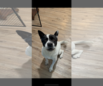 Small #1 American Staffordshire Terrier Mix