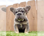 Small #2 French Bulldog