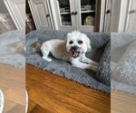 Small Mutt
