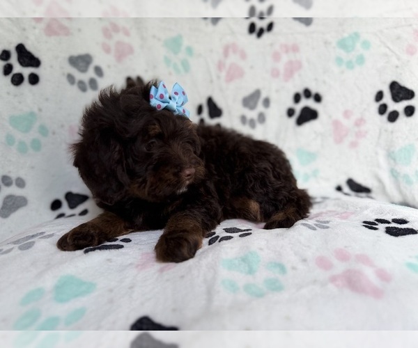 Medium Photo #4 Cock-A-Poo Puppy For Sale in LAKELAND, FL, USA