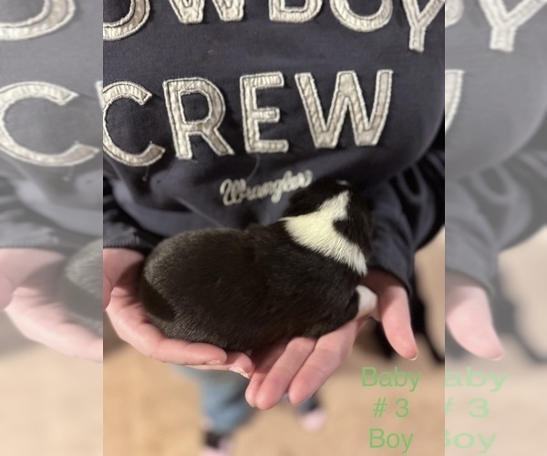 Medium Photo #26 Border-Aussie Puppy For Sale in MADRID, IA, USA