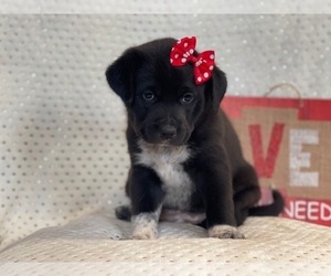 Australian Cattle Dog-Border Collie Mix Puppy for sale in LAKELAND, FL, USA