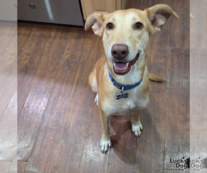 Mia - Female Mutt Dog for Adoption - Photo #10