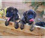 Puppy Scrappy Presa Canario-Rottweiler Mix