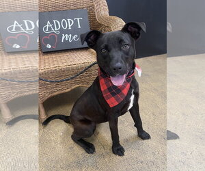 Mutt Dogs for adoption in Rockaway, NJ, USA
