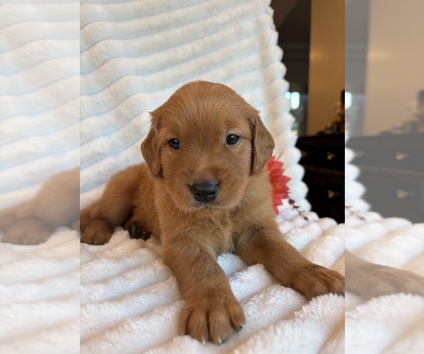 Medium Photo #1 Golden Retriever Puppy For Sale in SHINGLE SPRINGS, CA, USA