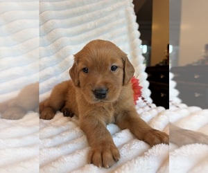 Golden Retriever Puppy for Sale in SHINGLE SPRINGS, California USA