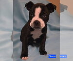 Small #2 Boston Terrier Mix