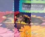 Small #12 Yorkshire Terrier