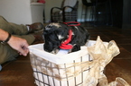 Small Photo #2 Aussiedoodle-Poodle (Standard) Mix Puppy For Sale in ENTERPRISE, AL, USA